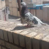رنگی
