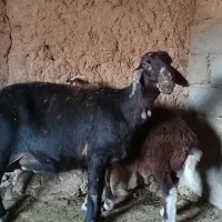 شاه میش جنس بالا