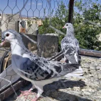 جوجه ساده مگسی