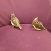جوجه عروس هلندی