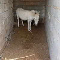 خر نر
