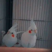 پرنده