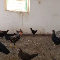 مرغ و جوجه محلی
