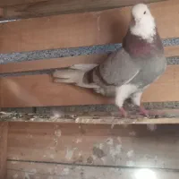 شازده هما نر