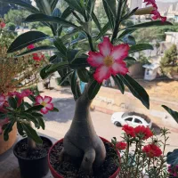 آدنیوم زیبا وگلدار