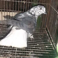 کبوتر‌‌پرشی‌