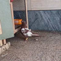 کبوتر سینه سرخ