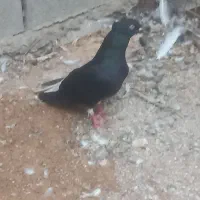 کبوتر. دمسفید. اشعل.