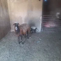 یک راس میش
