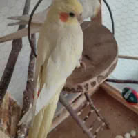 عروس هلندی اهلی