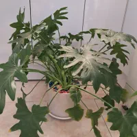 گل طبیعی|گل و گیاه طبیعی|تهران, یافت آباد جنوبی|دیوار