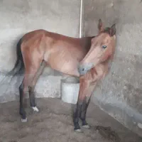 مادیان ۳سال