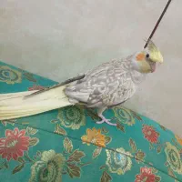 عروس هلندی ماده