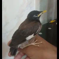 جوجه مینا افغان