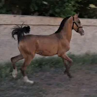 اسب کره یکساله درشوری پرخون