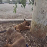 واگذاری سگ