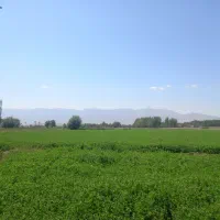 سیب زمینی بذری اکریا