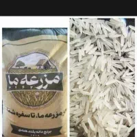 برنج مزرعه ما هندی