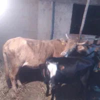 گاو جوان گوساله سوم