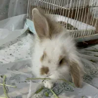 خرگوش لوپ نر سه ماهه