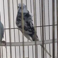 ۶ عدد مرغ عشق پروانه ای
