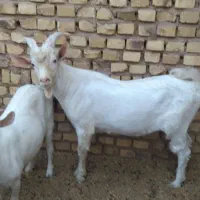 چپش سانان