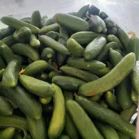 خیار خیارشوری