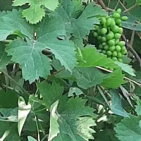دعوت به همکاری در باغ کشاورزی (ابادان)
