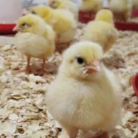 جوجه گوشتی ۷روزه و یکروزه نژاد راس رشت