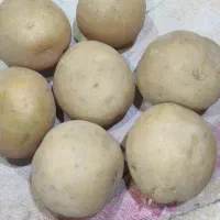 سیب‌زمینی بذری جیلی403