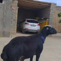 بز میش قوچ بره ماده قوچ افشار