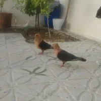 کبوترزینتی