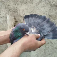 کبوتر زاغ سبز سرخ