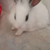 خرگوش