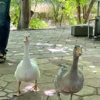 جفت غاز نر و ماده