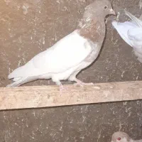 کفتر