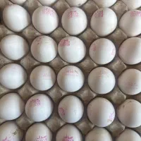 تخم‌مرغ کودی