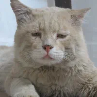گربه نژاد دار خانگی گم شده