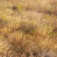 زمین-سعید-آباد