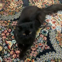 گربه پرشین اصیل