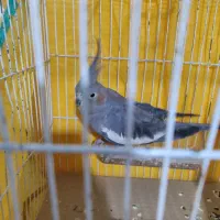 عروس هلندی