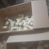 جوجه مرغ دو رگه