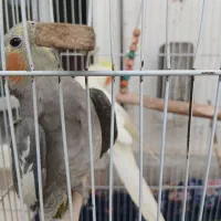 عروس هلندی نروماده