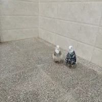 طوقی الماسی بازرد خال سیاه