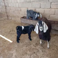 الهی به امید تو