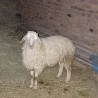 بره