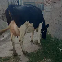 گاو جوان تک شیر (جنس شیری )