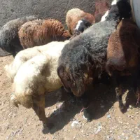میش بره فروشی