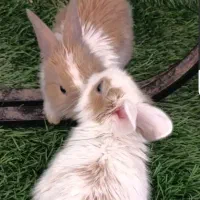 واگذاری با وسایل کامل