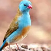 پیدا شدن یک طوطی برزیلی